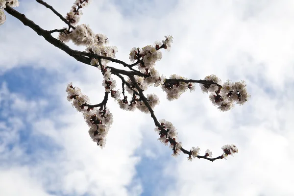 Flower of apricot — Stock Photo, Image