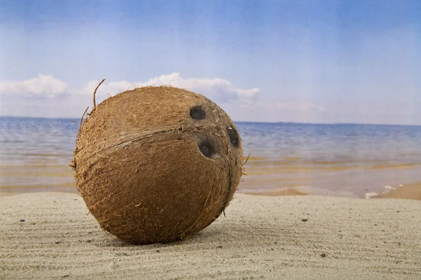 Kokosnuss im Sand — Stockfoto