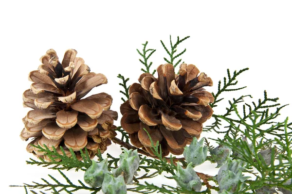 Cones and the branch — Stock Photo, Image