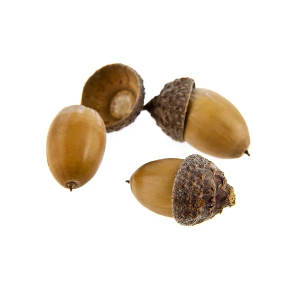 Acorns — Stock Photo, Image