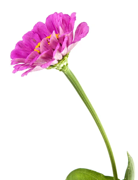 Bloemen — Stockfoto