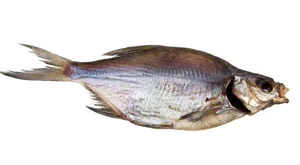Suszone ryby — Zdjęcie stockowe