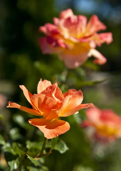 Bush of yellow roses — Stock Photo, Image