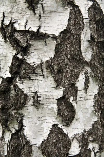 Casca de vidoeiro — Fotografia de Stock