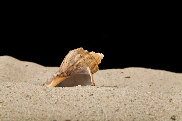 砂のザルガイの殻 — ストック写真