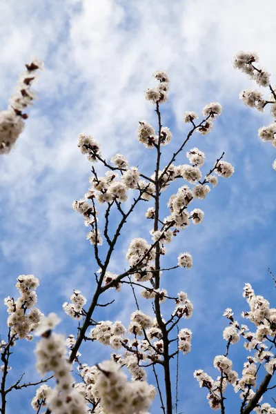 Flores de primavera — Foto de Stock