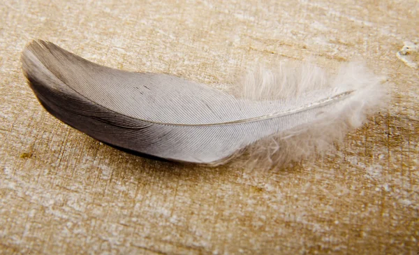 Feather — Stock Photo, Image