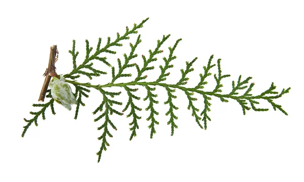 Pobočka thuja — Stock fotografie