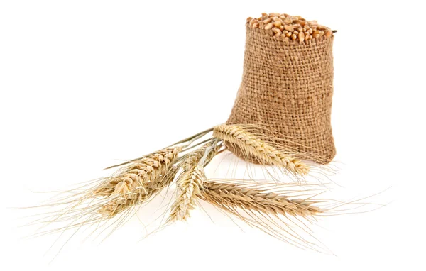 Korrels van tarwe in een zak — Stockfoto