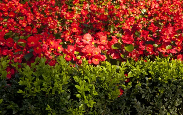 Flores rojas —  Fotos de Stock