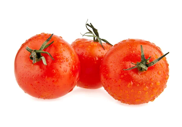Tomates frescos e suculentos — Fotografia de Stock