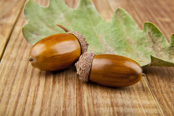 Acorns — Stock Photo, Image