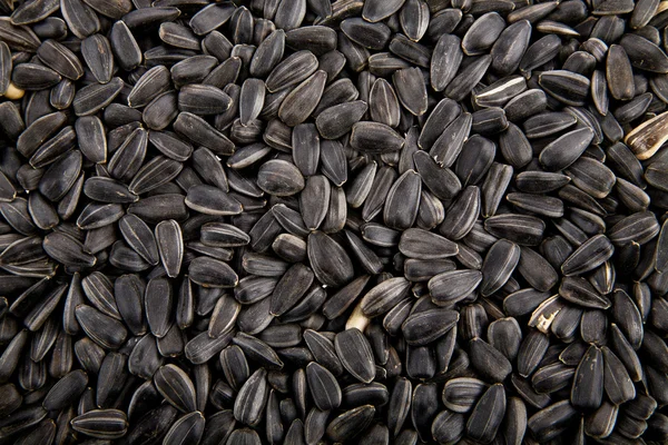 Sunflower seeds — Stock Photo, Image