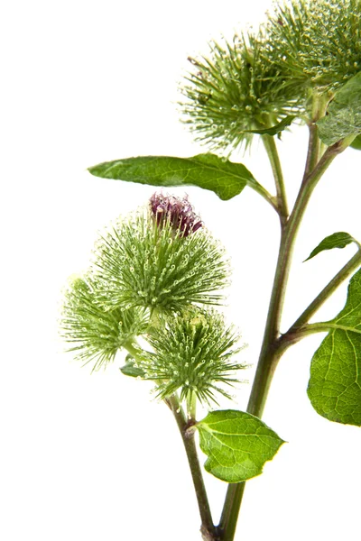 Greater Burdock — Stock Photo, Image