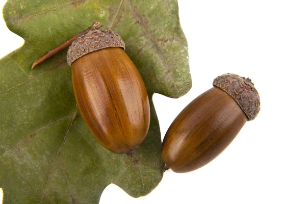 Acorns — Stock Photo, Image