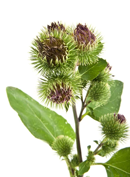 Inflorescence of Greater Burdock — Stock Photo, Image