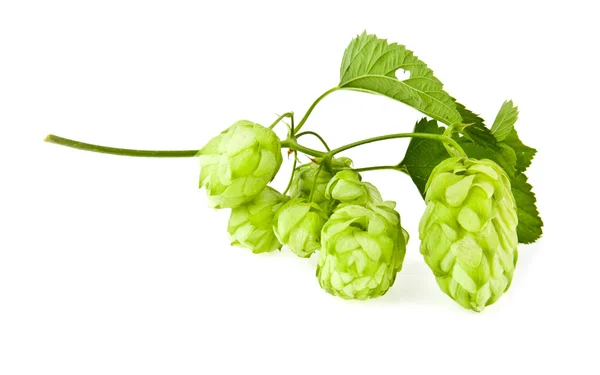 Hop on a white — Stock Photo, Image