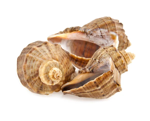 Cockleshells — Stock Photo, Image