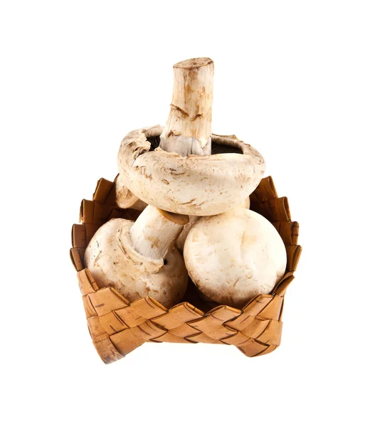 Mushrooms — Stock Photo, Image