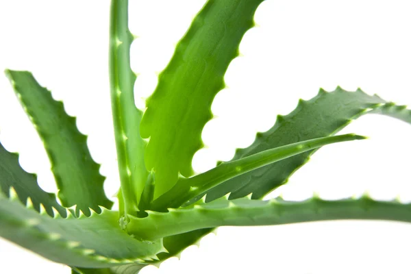 Aloe — Foto Stock