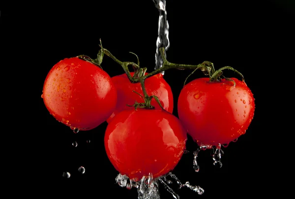 Pomidory z kropli wody — Zdjęcie stockowe