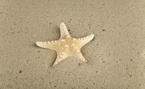 Starfish on the sand — Stock Photo, Image