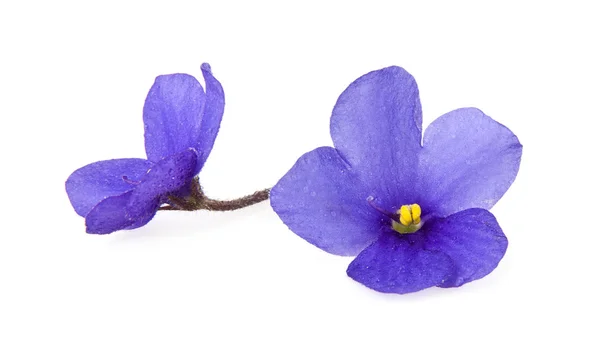 Flower — Stock Photo, Image