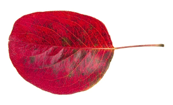 Rode herfst verlof — Stockfoto