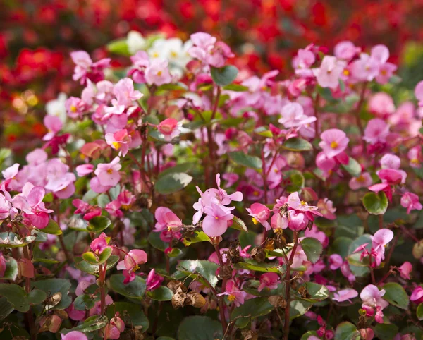 Rózsaszín virágok — Stock Fotó