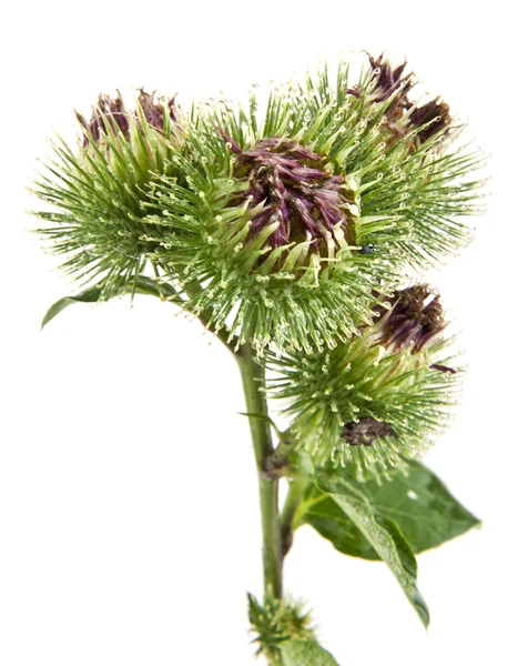 Greater Burdock — Stock Photo, Image