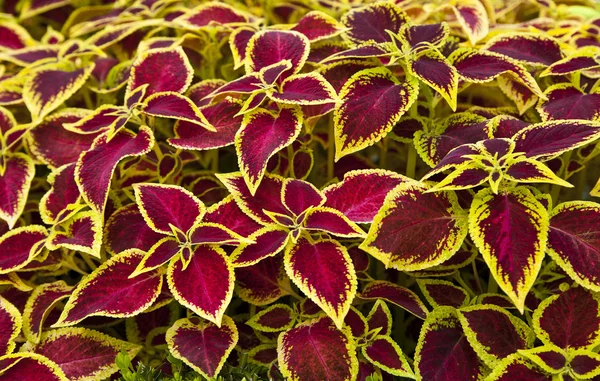 Dekorativ utforming med fargede blader – stockfoto