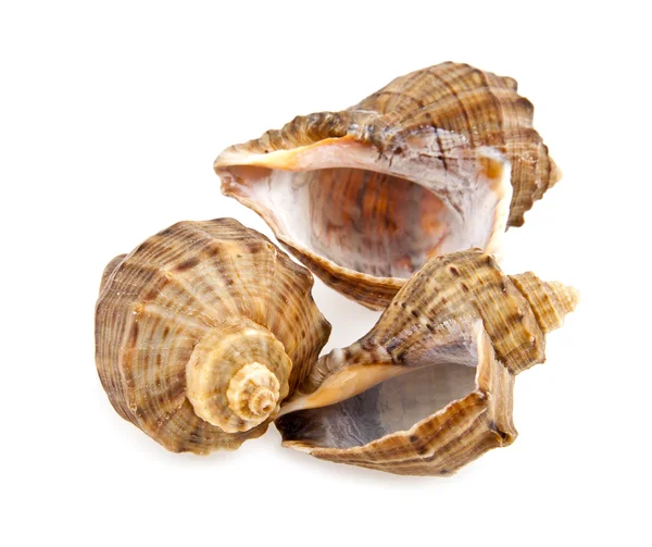 Cockleshells — Stok fotoğraf