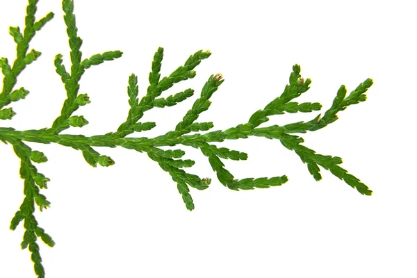 Tak van thuja — Stockfoto