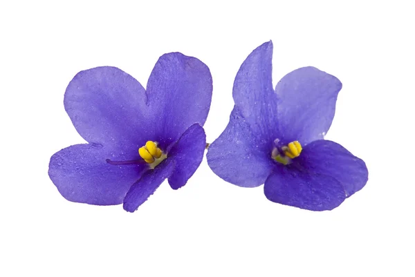 Flower — Stock Photo, Image