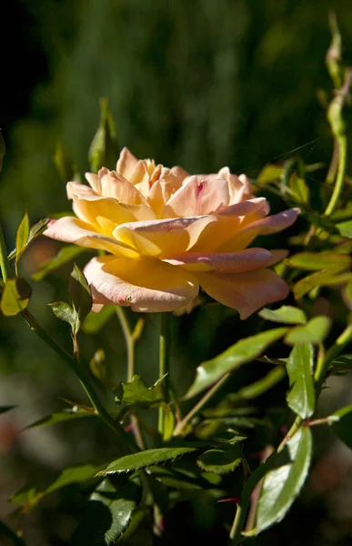 Буш из желтых роз — стоковое фото