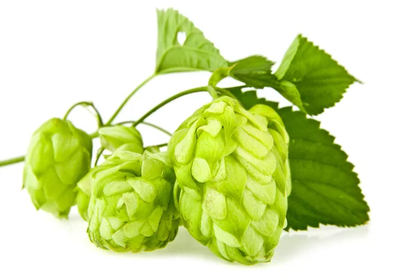 Hop on a white — Stock Photo, Image