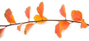 bir yeşillik ile şube