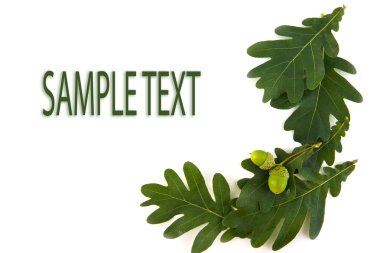 meşe palamutları ve Meşe yaprağı