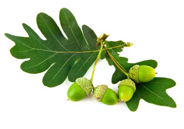 meşe palamutları ve Meşe yaprağı