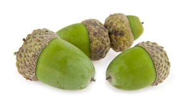 Meşe palamutları