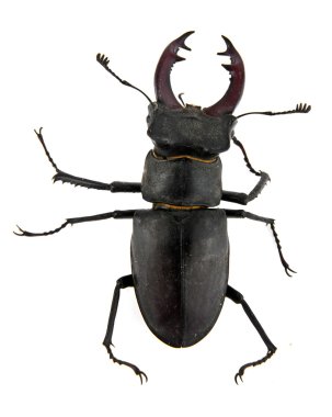 Böcek.