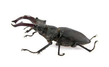 Böcek.