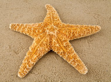 Deniz yıldızı kum üzerinde
