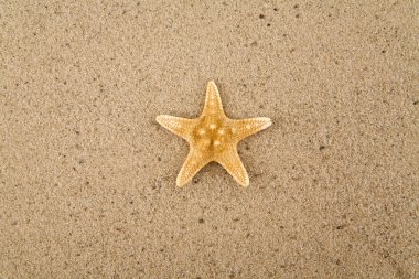 starfishs kum üzerinde