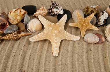 cockleshells ve taş