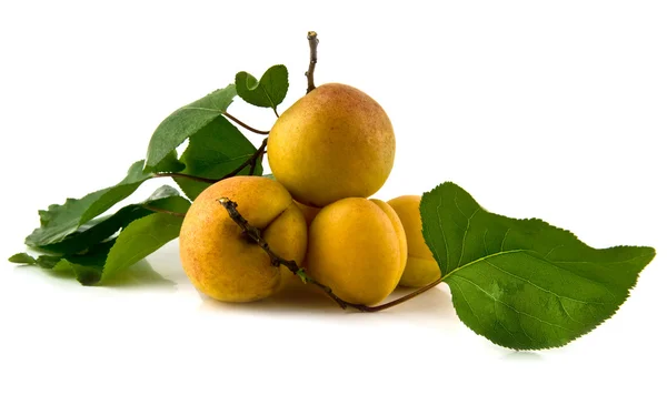 Apricots — Stock Photo, Image