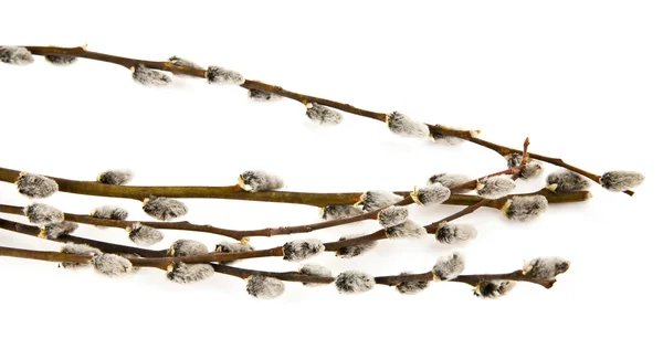 Pussy-willow — Stock Photo, Image