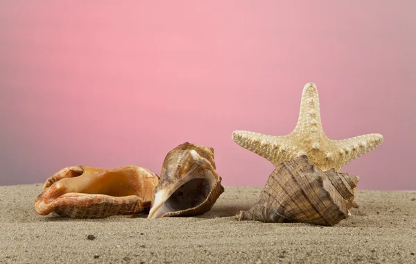 貝殻、ヒトデ、砂 — ストック写真