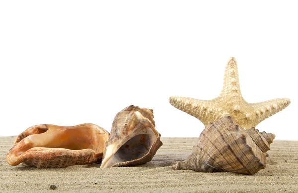 Starfish and cockleshells — Stock Photo, Image