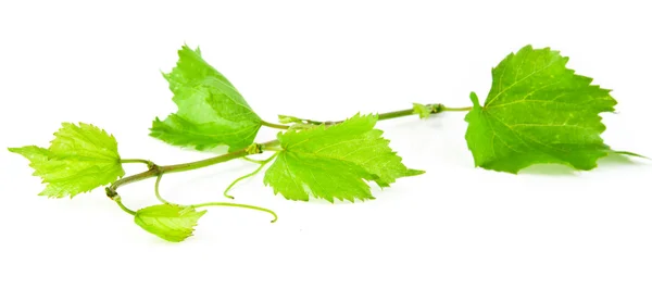 Branch of vine — Stock Photo, Image